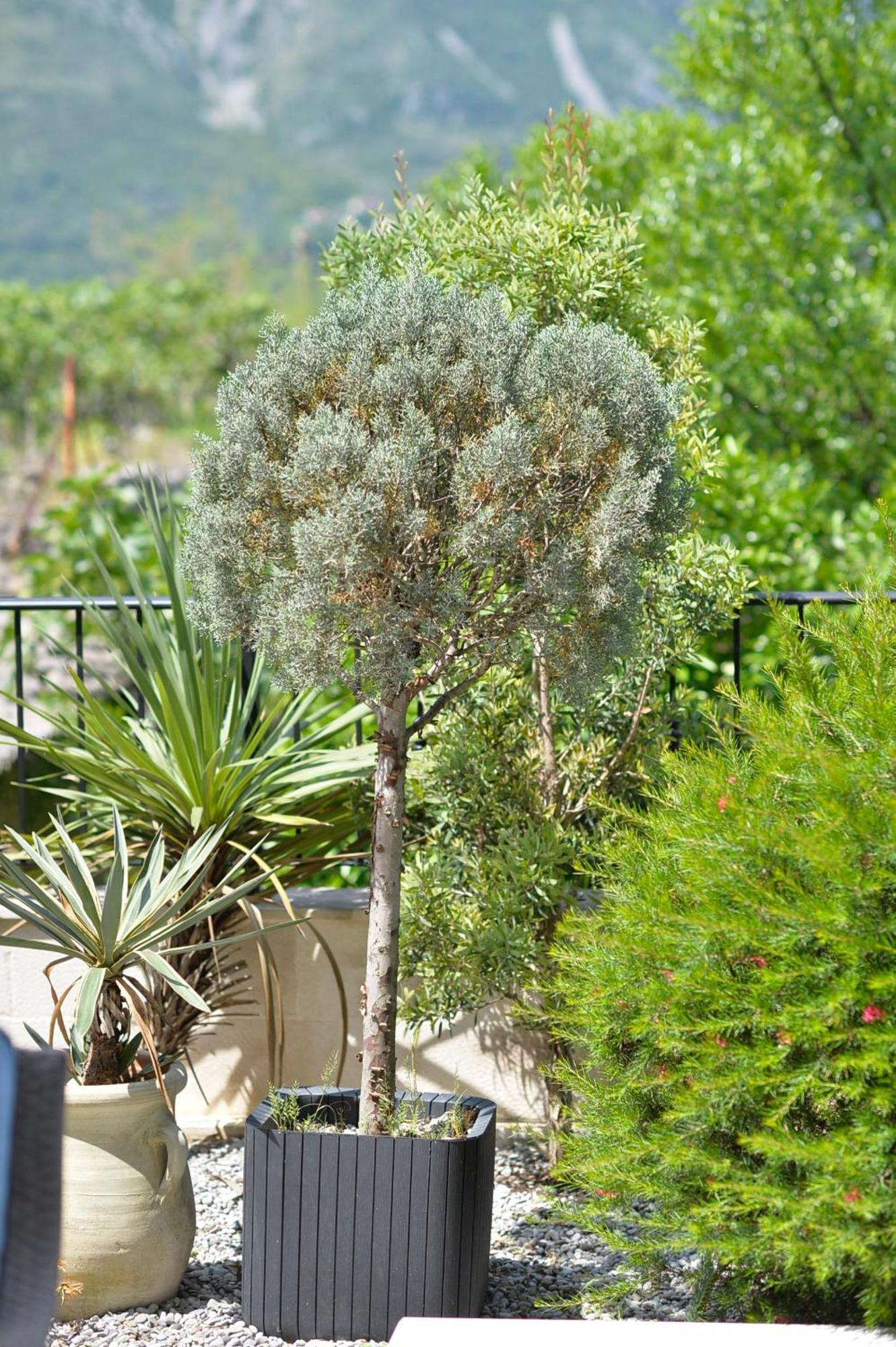 Apartments Boka Blue Dobrota Kotor Luaran gambar